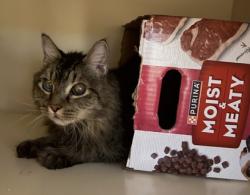 Shelter Stray Unknown Cat last seen Near Maxwell St Decatur GA 30030, 30030, GA, 3280 Chamblee Dunwoody Rd, Chamblee, GA 30341, USA