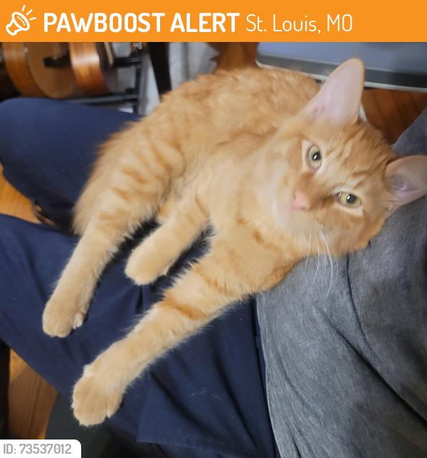 Found/Stray Female Cat last seen El Molino, St. Louis, MO 63109