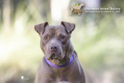 Shelter Stray Female Dog last seen Near Jet Park Drive, North Charleston, SC, 2455 Remount Rd, North Charleston, SC 29406, USA