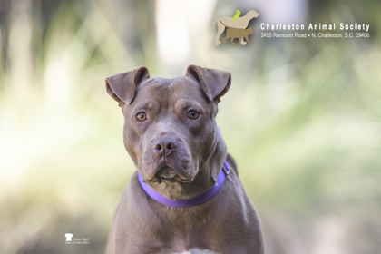 Shelter Stray Female Dog last seen Near Jet Park Drive, North Charleston, SC, 2455 Remount Rd, North Charleston, SC 29406, USA