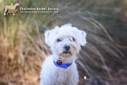 Shelter Stray Male Dog last seen Near Old London Road, North Charleston, SC, 2455 Remount Rd, North Charleston, SC 29406, USA