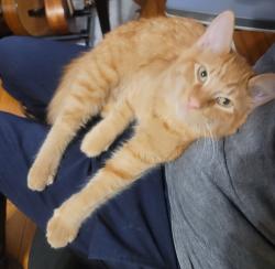 Found/Stray Female Cat last seen El Molino, St. Louis, MO 63109