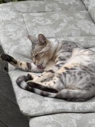 Found/Stray Unknown Cat last seen Near and Rudgear Murwood area, Walnut Creek, CA 94596
