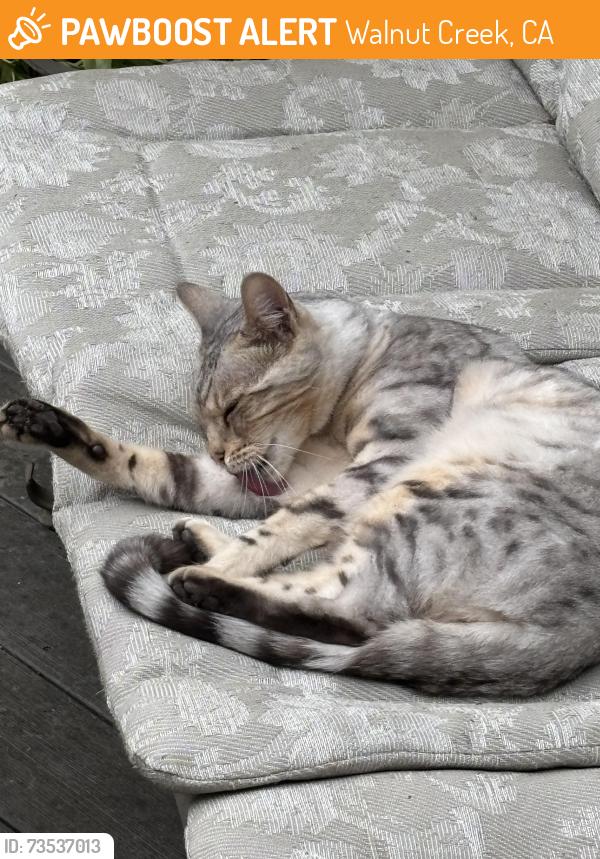 Found/Stray Unknown Cat last seen Near and Rudgear Murwood area, Walnut Creek, CA 94596