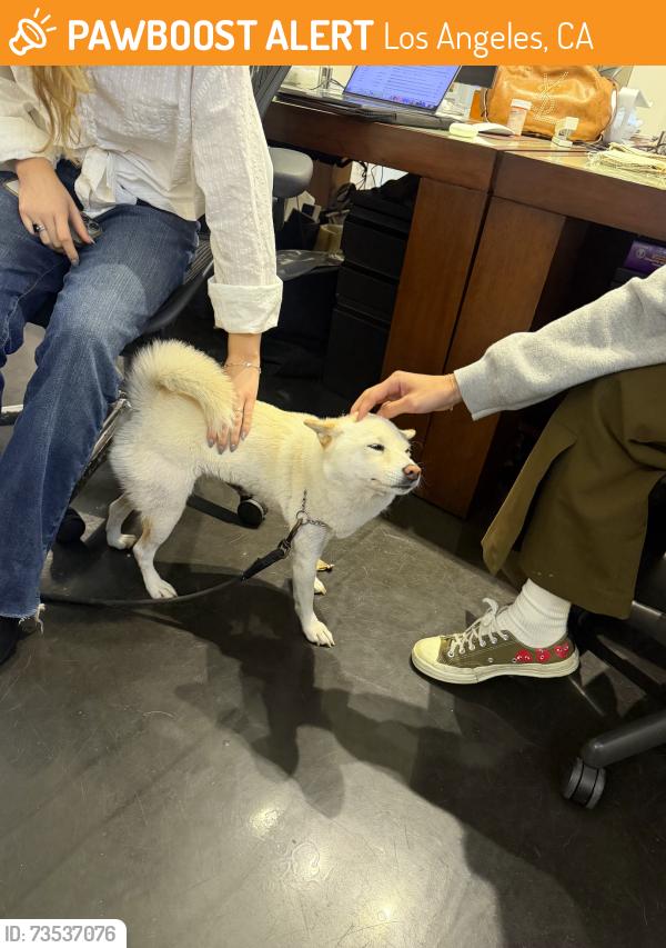 Found/Stray Female Dog last seen Orlando & Willoughby, Los Angeles, CA 90069