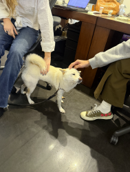 Found/Stray Female Dog last seen Orlando & Willoughby, Los Angeles, CA 90069