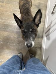 Lost Female Dog last seen Broadway, Greenville, SC 29611
