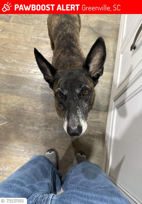 Lost Female Dog last seen Broadway, Greenville, SC 29611