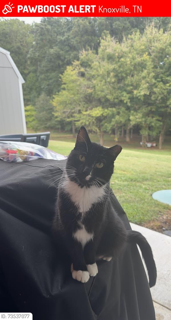 Lost Female Cat last seen Burnett Ln, Knoxville, TN 37865