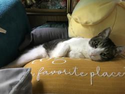 Lost Male Cat last seen Near goebel hill rd, Granite Falls, WA 98252