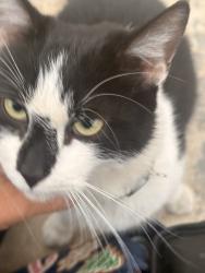Found/Stray Unknown Cat last seen Geer and Denair, Turlock, CA 95380