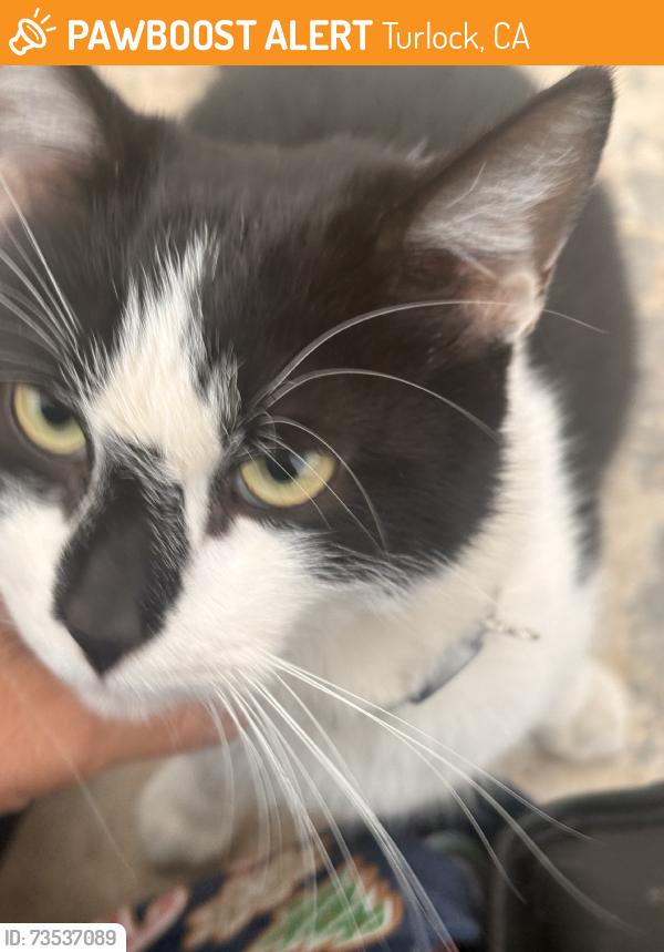 Found/Stray Unknown Cat last seen Geer and Denair, Turlock, CA 95380