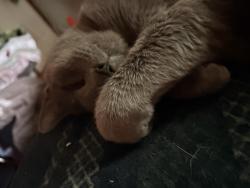 Lost Female Cat last seen 31st and seance, Wichita, KS 67217