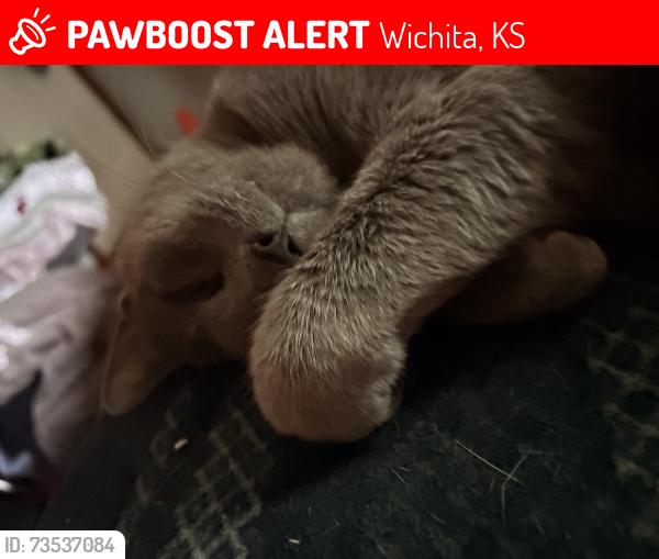 Lost Female Cat last seen 31st and seance, Wichita, KS 67217