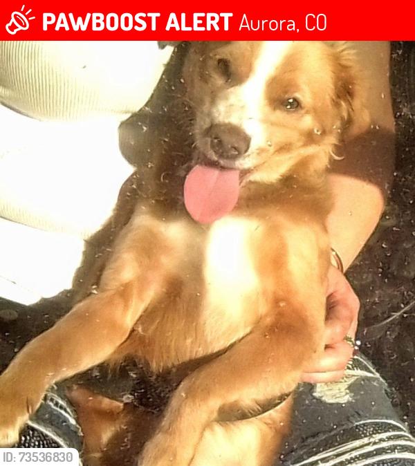 Lost Female Dog last seen coalfax and kingston aurora.denver,co, Aurora, CO 80010