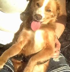 Lost Female Dog last seen coalfax and kingston aurora.denver,co, Aurora, CO 80010