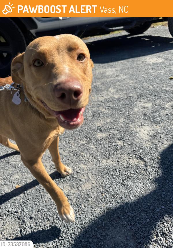 Found/Stray Female Dog last seen Smith street, Vass, NC 28394