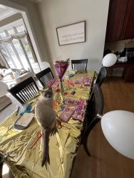 Reunited Male Cat last seen Near Deerwood ct perrysburg ohio, Perrysburg, OH 43551