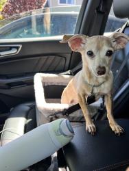 Lost Female Dog last seen Last spotted near the Winston Village clbh, Foster City, CA 94404