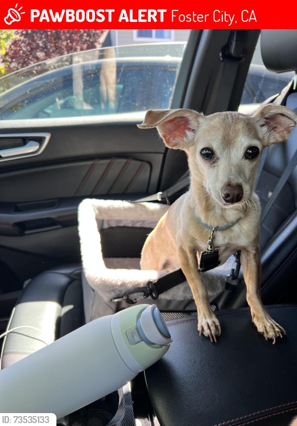 Lost Female Dog last seen Last spotted near the Winston Village clbh, Foster City, CA 94404