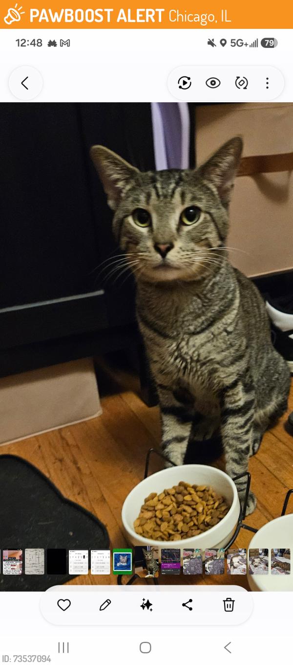 Found/Stray Male Cat last seen Melrose and Pulaski, Chicago, IL 60641