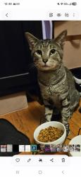 Found/Stray Male Cat last seen Melrose and Pulaski, Chicago, IL 60641