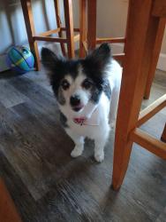 Reunited Female Dog last seen Near W Shelterwood Dr, Boise, ID 83709, USA, Boise, ID 83709