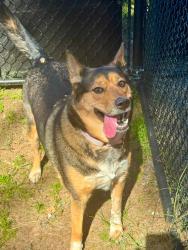 Shelter Stray Female Dog last seen Elizabeth Road, PASADENA, MD, 21122, 411 Maxwell Frye Rd, Millersville, MD 21108, USA