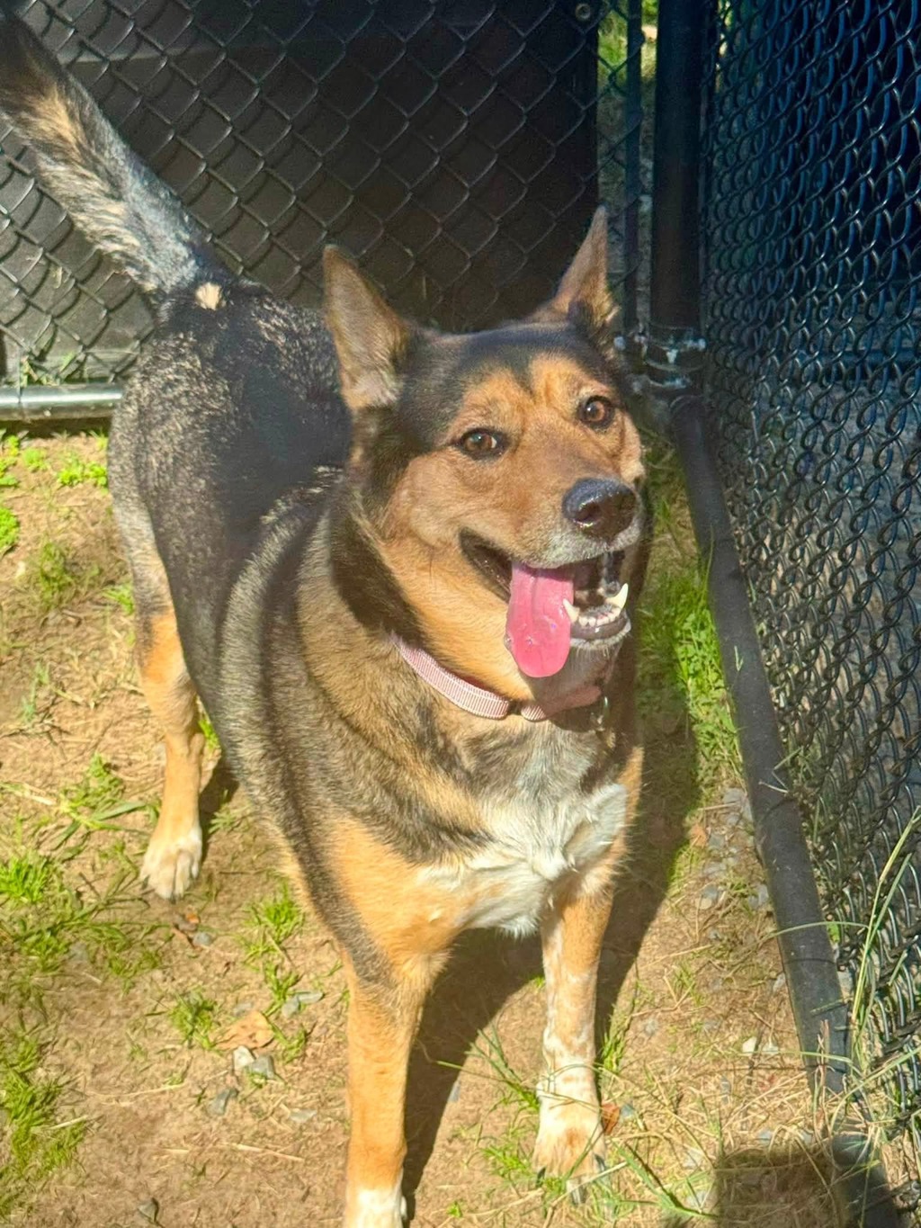 Shelter Stray Female Dog last seen Elizabeth Road, PASADENA, MD, 21122, 411 Maxwell Frye Rd, Millersville, MD 21108, USA