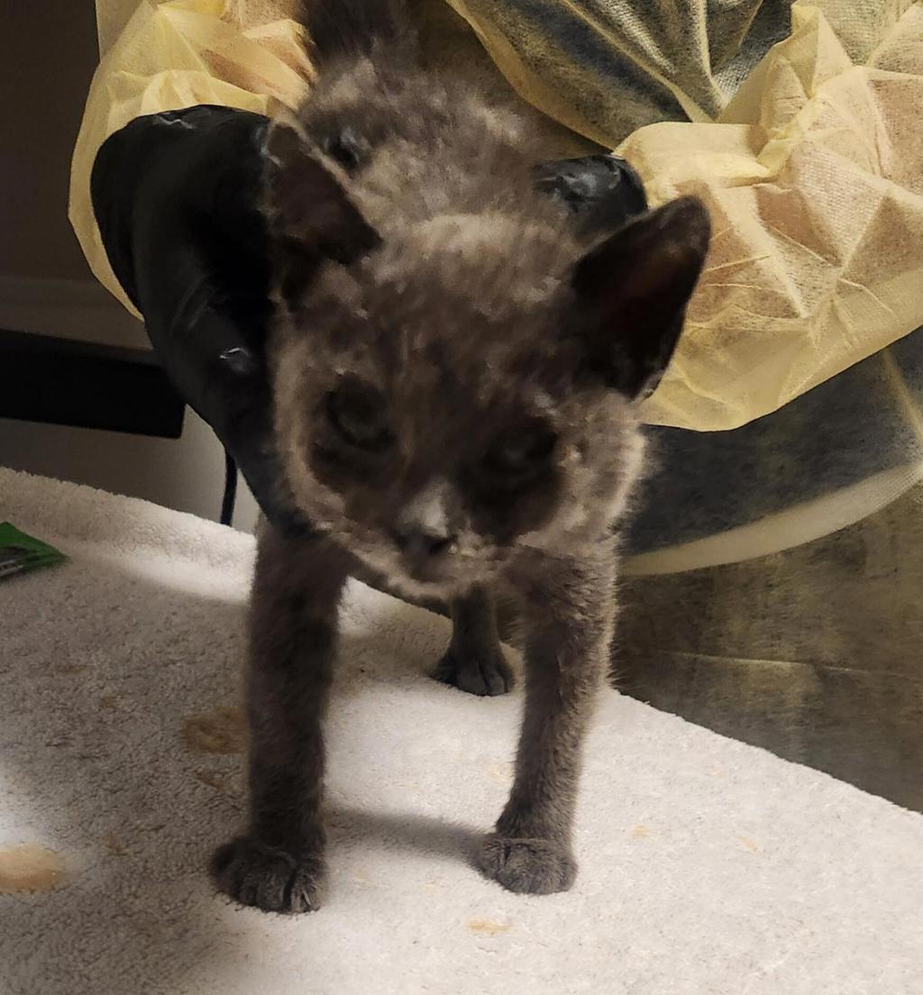 Shelter Stray Female Cat last seen Near Dayton Avenue, SAN LEANDRO, CA, 94579, 8323 Baldwin St, Oakland, CA 94621, USA