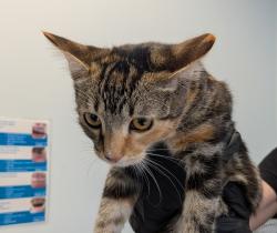 Shelter Stray Female Cat last seen Avenida Cresta, San Diego, CA, 92037, 5500 Gaines St, San Diego, CA 92110, USA