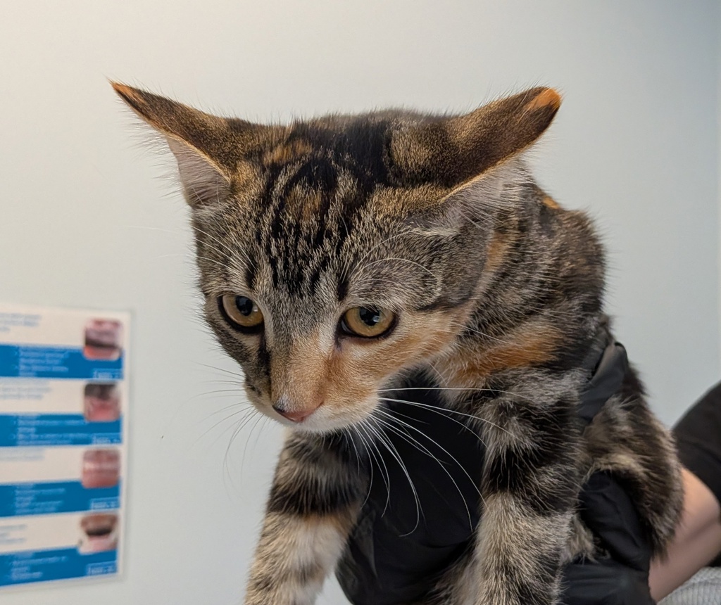 Shelter Stray Female Cat last seen Avenida Cresta, San Diego, CA, 92037, 5500 Gaines St, San Diego, CA 92110, USA