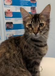 Shelter Stray Female Cat last seen Avenida Cresta, San Diego, CA, 92037, 5500 Gaines St, San Diego, CA 92110, USA