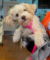Shelter Stray Unknown Dog last seen Near S Highway 183, AUSTIN, TX, 78747, 7201 Levander Loop bldg a, Austin, TX 78702, USA