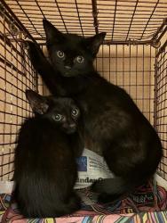 Shelter Stray Female Cat last seen Near Wynne Lane, AUSTIN, TX, 78745, 7201 Levander Loop bldg a, Austin, TX 78702, USA