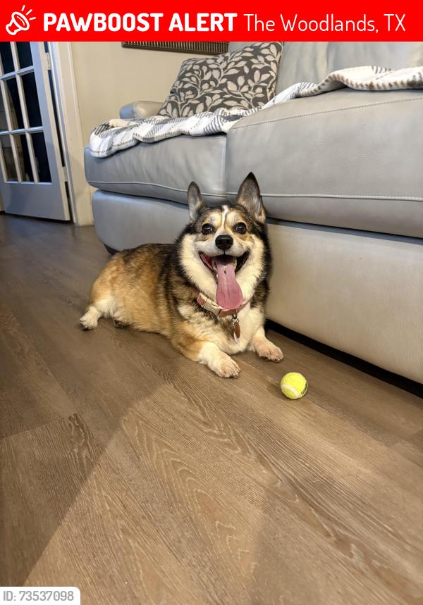 Lost Female Dog last seen Creekside Forest Drive, The Woodlands, TX 77389