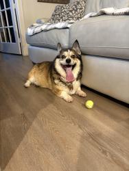 Lost Female Dog last seen Creekside Forest Drive, The Woodlands, TX 77389