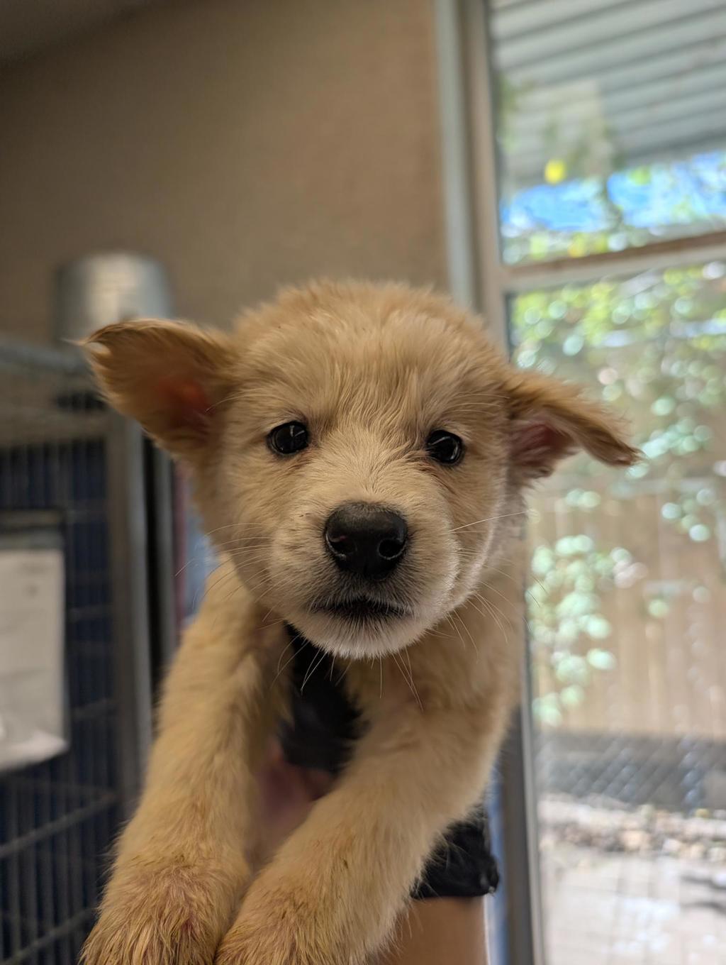 Shelter Stray Male Dog last seen Near Levander Loop, AUSTIN, TX, 78702, 7201 Levander Loop bldg a, Austin, TX 78702, USA