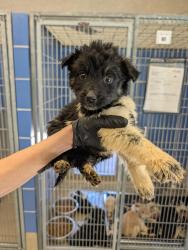 Shelter Stray Male Dog last seen Near Levander Loop, AUSTIN, TX, 78702, 7201 Levander Loop bldg a, Austin, TX 78702, USA