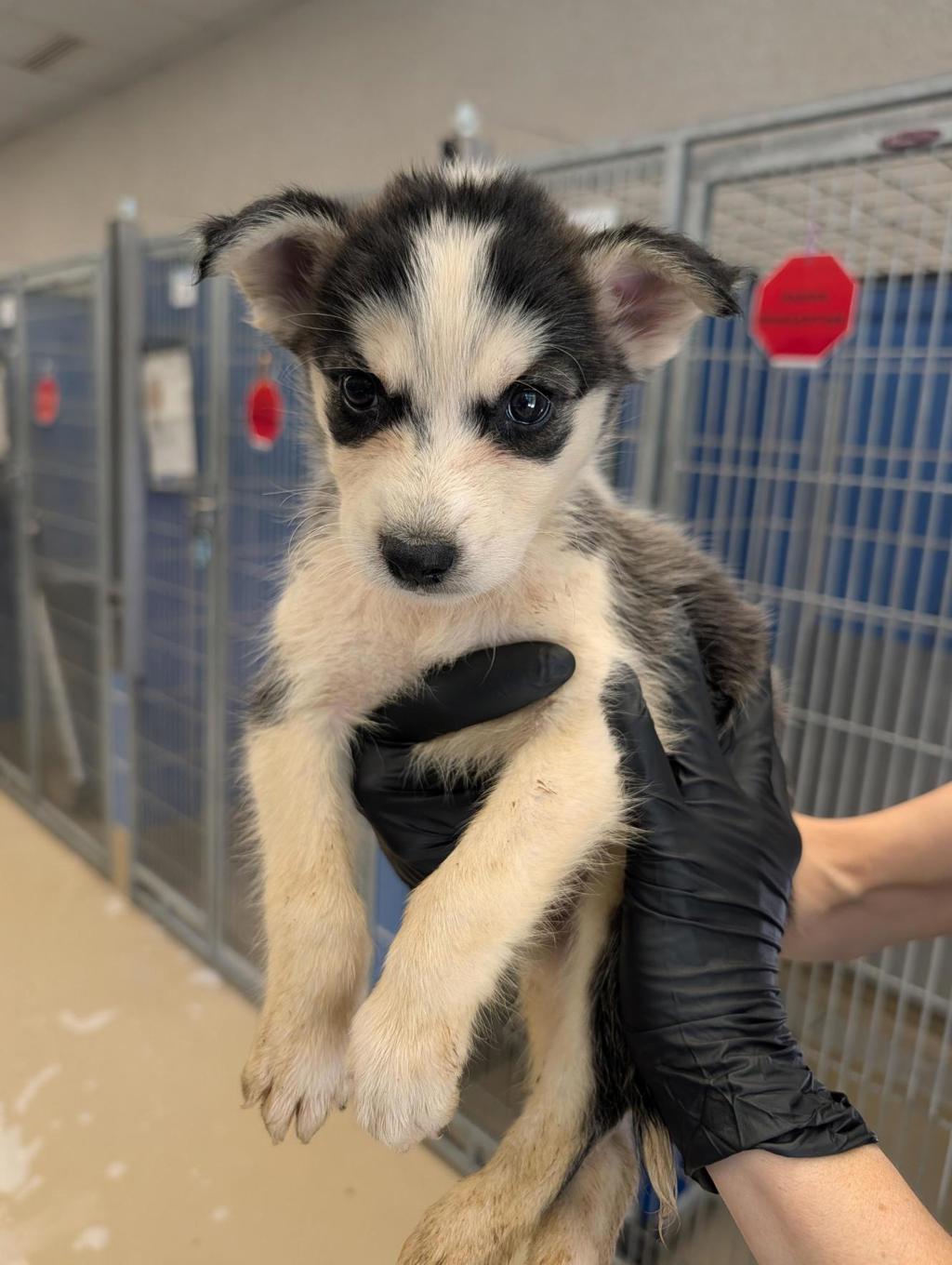 Shelter Stray Female Dog last seen Near Levander Loop, AUSTIN, TX, 78702, 7201 Levander Loop bldg a, Austin, TX 78702, USA