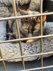 Found/Stray Female Cat last seen Barrington ridge, Pataskala, OH 43062