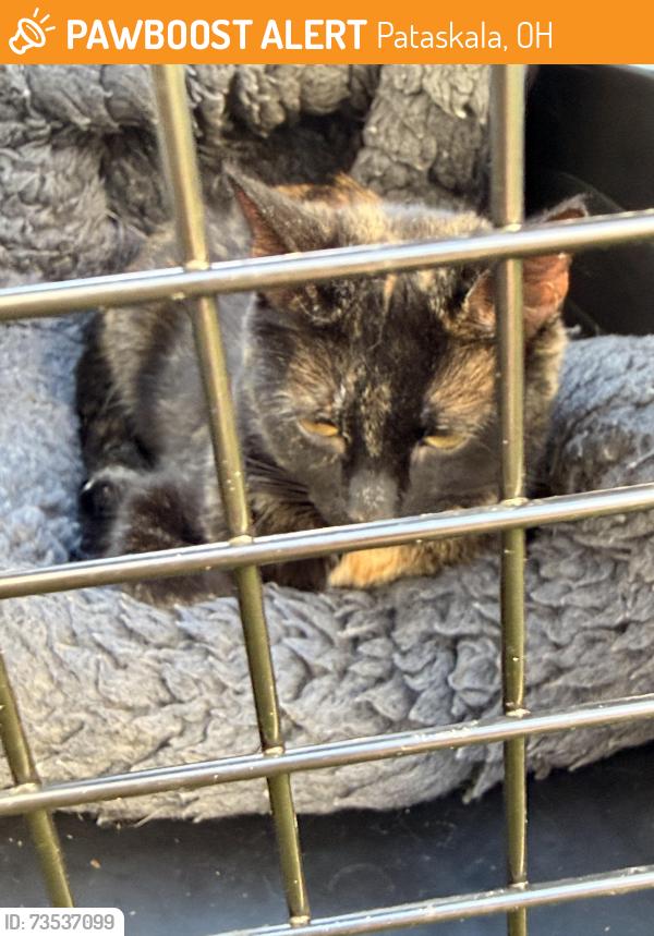 Found/Stray Female Cat last seen Barrington ridge, Pataskala, OH 43062