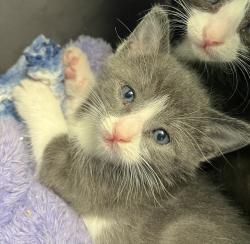 Shelter Stray Male Cat last seen unknown, San Diego, CA, 92115, 5500 Gaines St, San Diego, CA 92110, USA