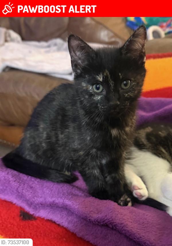 Lost Female Cat last seen Panoramic View, Deschutes County, OR 97759