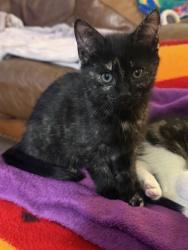 Lost Female Cat last seen Panoramic View, Deschutes County, OR 97759