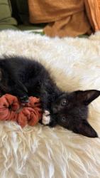 Shelter Stray Male Cat last seen Naranja Street, San Diego, CA, 92114, 5500 Gaines St, San Diego, CA 92110, USA
