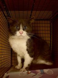 Shelter Stray Unknown Cat last seen Apt Unit A,600 Delmar Avenue, AUSTIN, TX, 78752, 7201 Levander Loop bldg a, Austin, TX 78702, USA