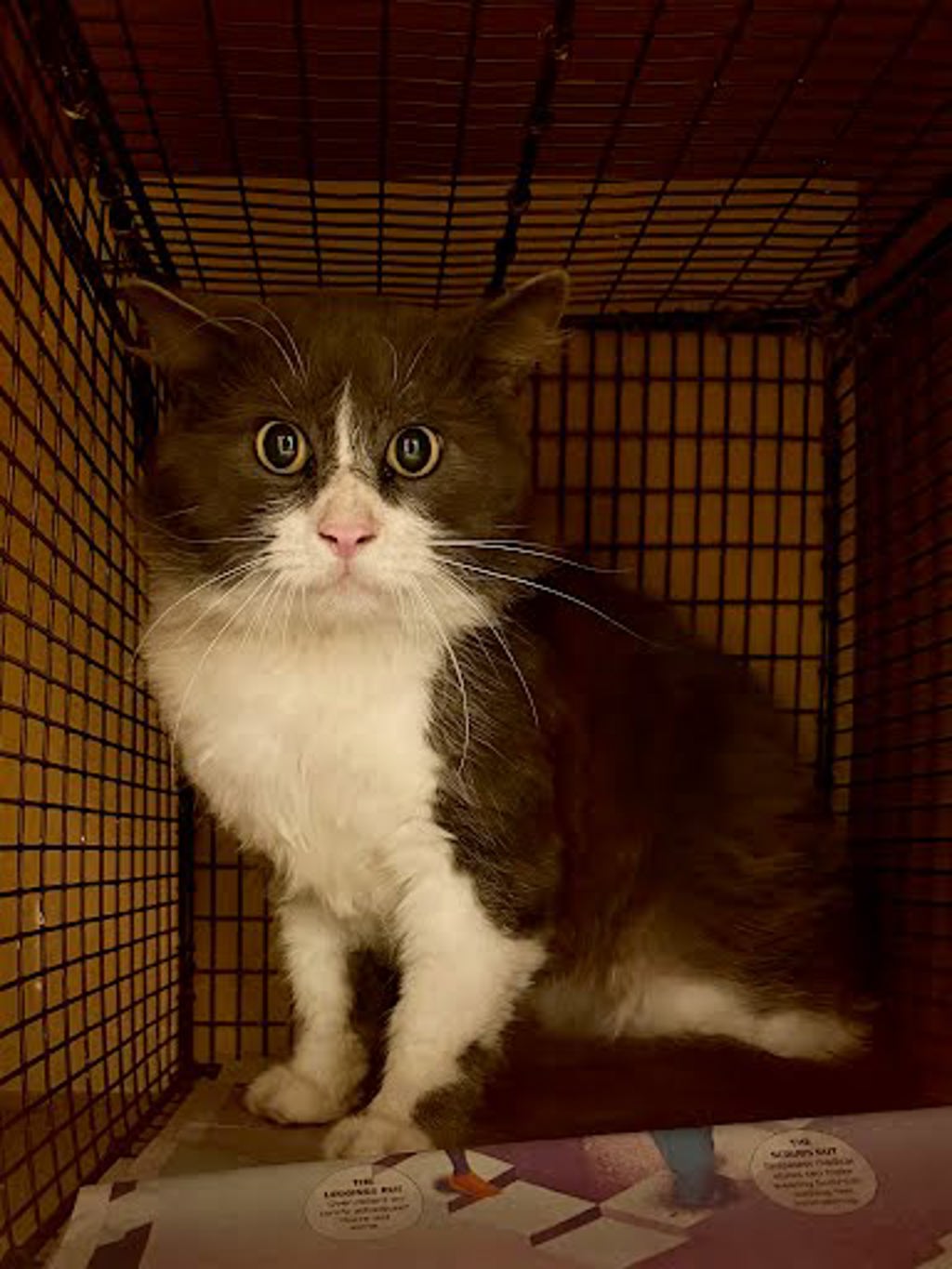 Shelter Stray Unknown Cat last seen Apt Unit A,600 Delmar Avenue, AUSTIN, TX, 78752, 7201 Levander Loop bldg a, Austin, TX 78702, USA