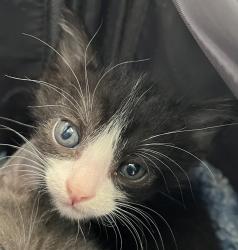 Shelter Stray Female Cat last seen Near Alvarado Canyon Road, San Diego, CA, 92120, 5500 Gaines St, San Diego, CA 92110, USA