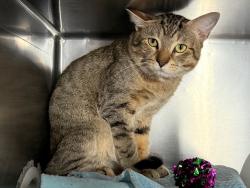 Shelter Stray Male Cat last seen Near Fteley Avenue, BRONX, NY, 10473, 326 E 110th St, New York, NY 10029, USA